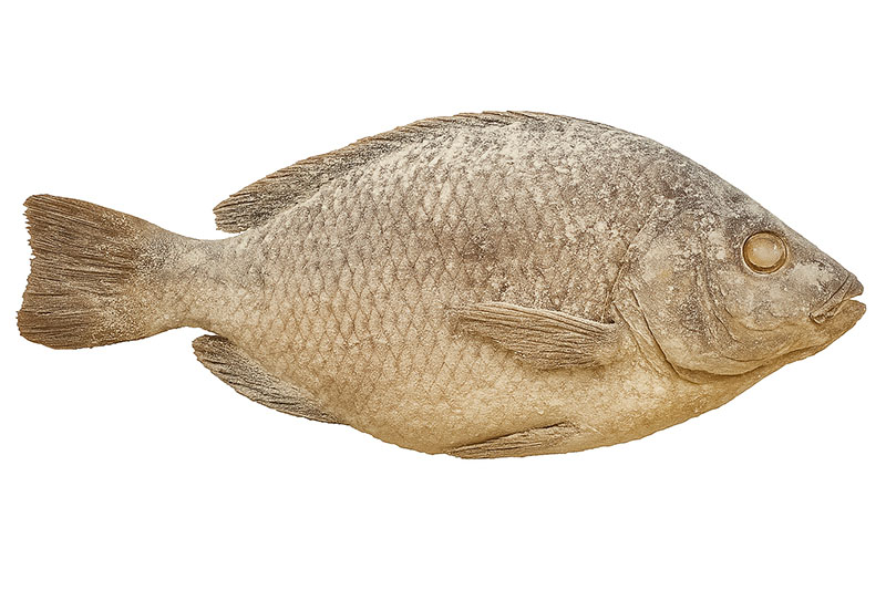 Dried Tilapia (Koobi) – Big Size